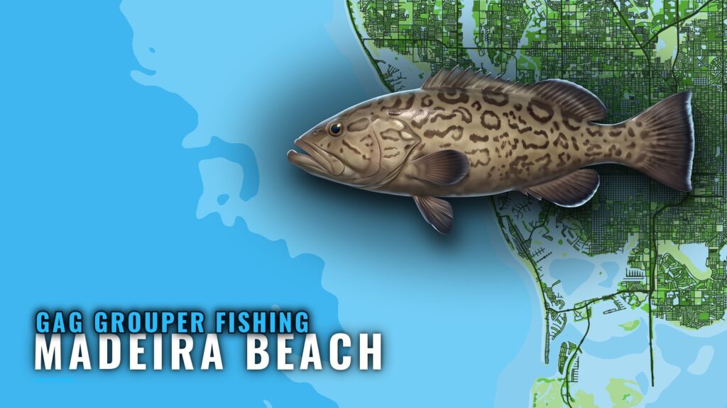 Gag Grouper Fishing Out of Madeira Beach: Runs and Reefs