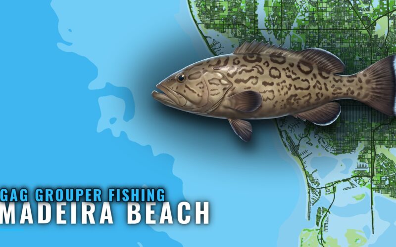 Gag Grouper Fishing Out of Madeira Beach: Runs and Reefs
