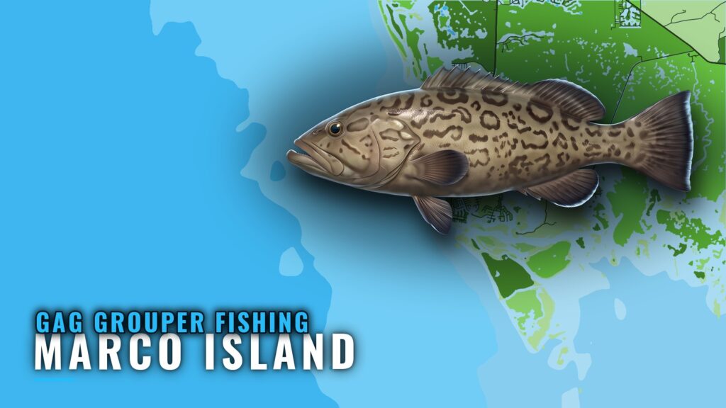 Gag Grouper Fishing Out of Marco Island: Where Boats Run