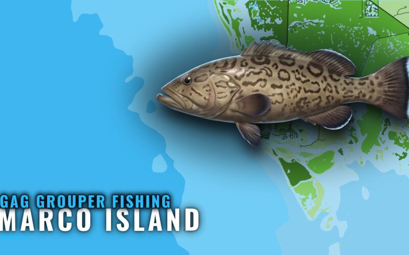 Gag Grouper Fishing Out of Marco Island: Where Boats Run