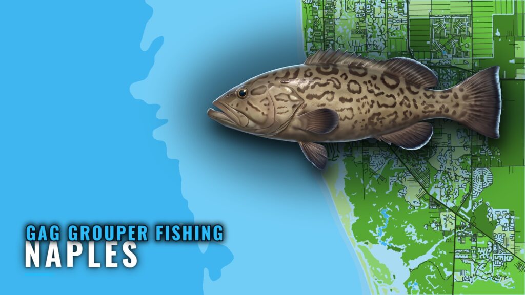 Gag Grouper Fishing Out of Naples: Runs, Grounds, Charters