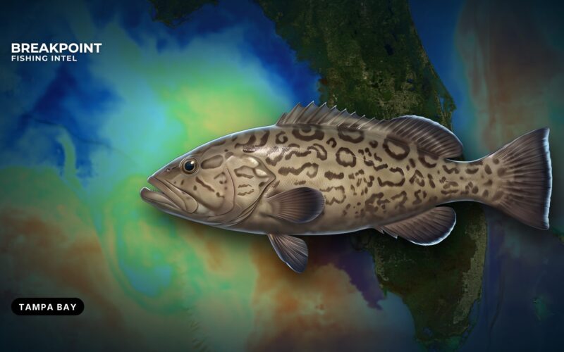 Gag Grouper Fishing off Tampa Bay: A Local Guide