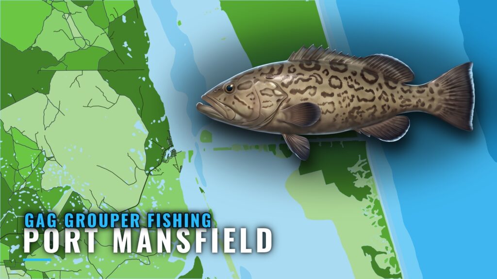 Gag Grouper Fishing Out of Port Mansfield, Texas