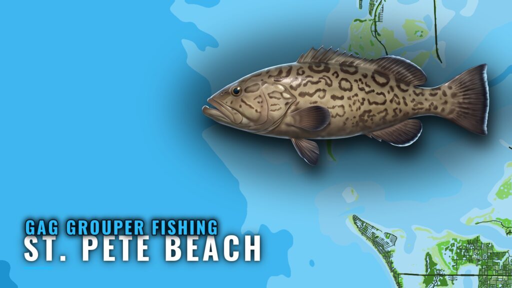 Gag Grouper Fishing Out of St. Pete Beach: Ledges and Reefs