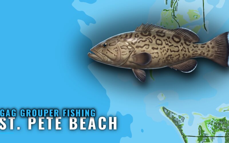 Gag Grouper Fishing Out of St. Pete Beach: Ledges and Reefs