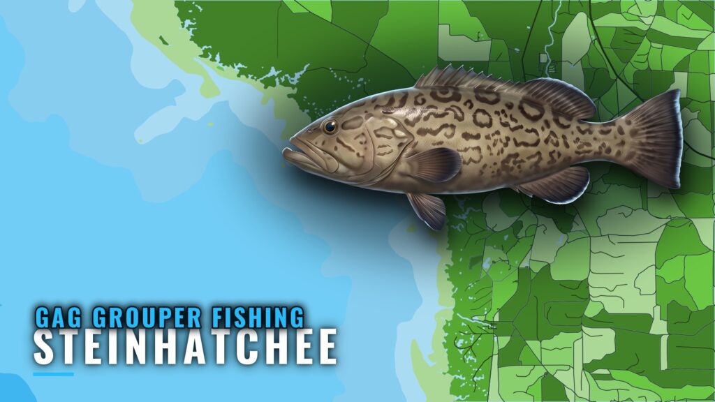 Gag Grouper Fishing Out of Steinhatchee: Marks and Runs