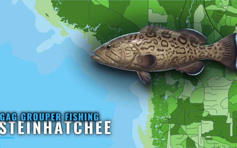 Gag Grouper Fishing Out of Steinhatchee: Marks and Runs