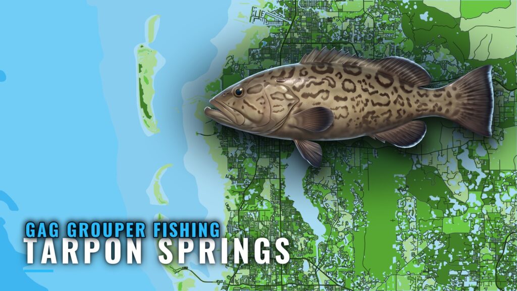 Gag grouper fishing out of Tarpon Springs: grounds and runs