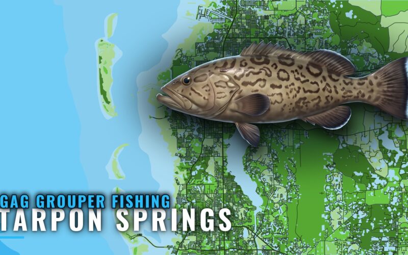 Gag grouper fishing out of Tarpon Springs: grounds and runs