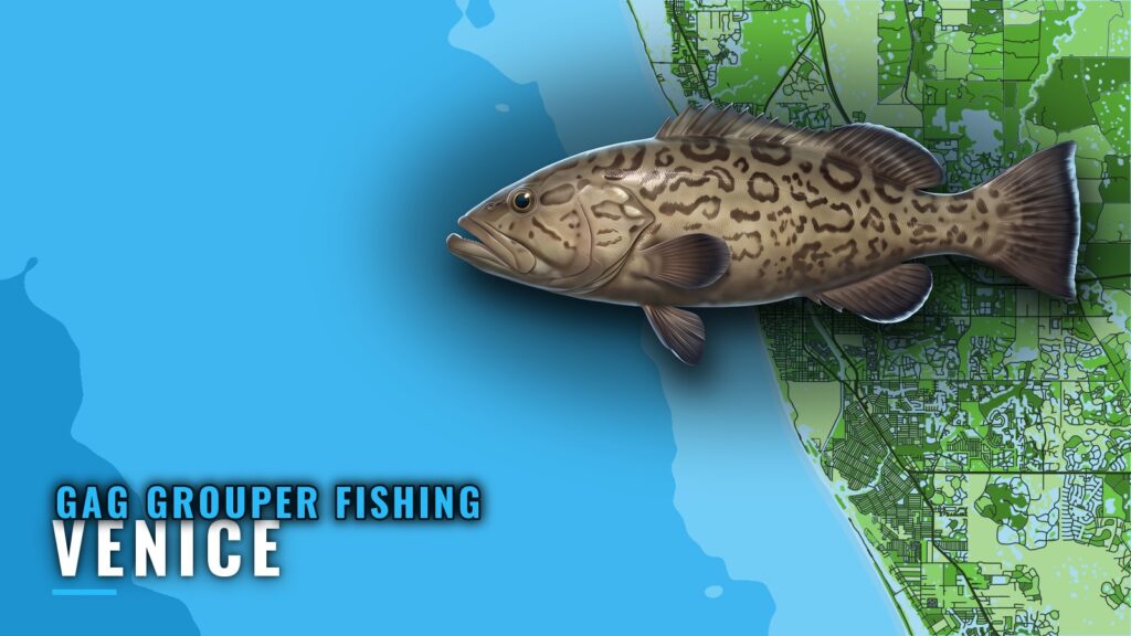 Gag Grouper Fishing Out of Venice: Grounds, Runs, Methods