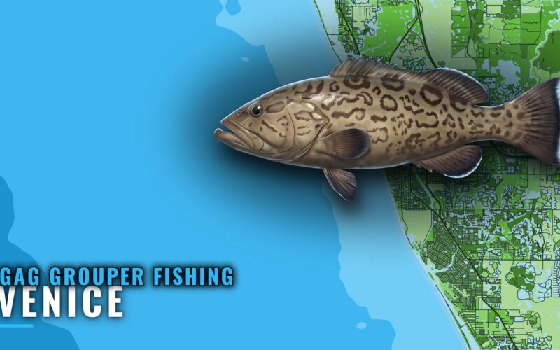 Gag Grouper Fishing Out of Venice: Grounds, Runs, Methods