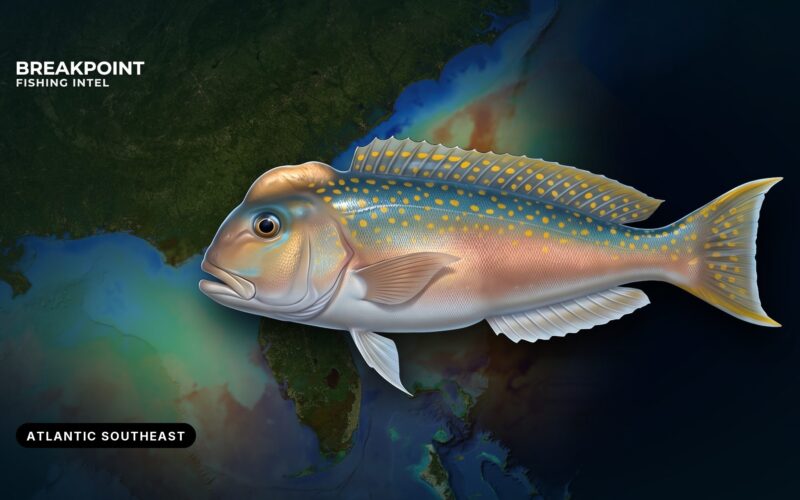 Golden Tilefish Fishing in the Atlantic Southeast: A Guide