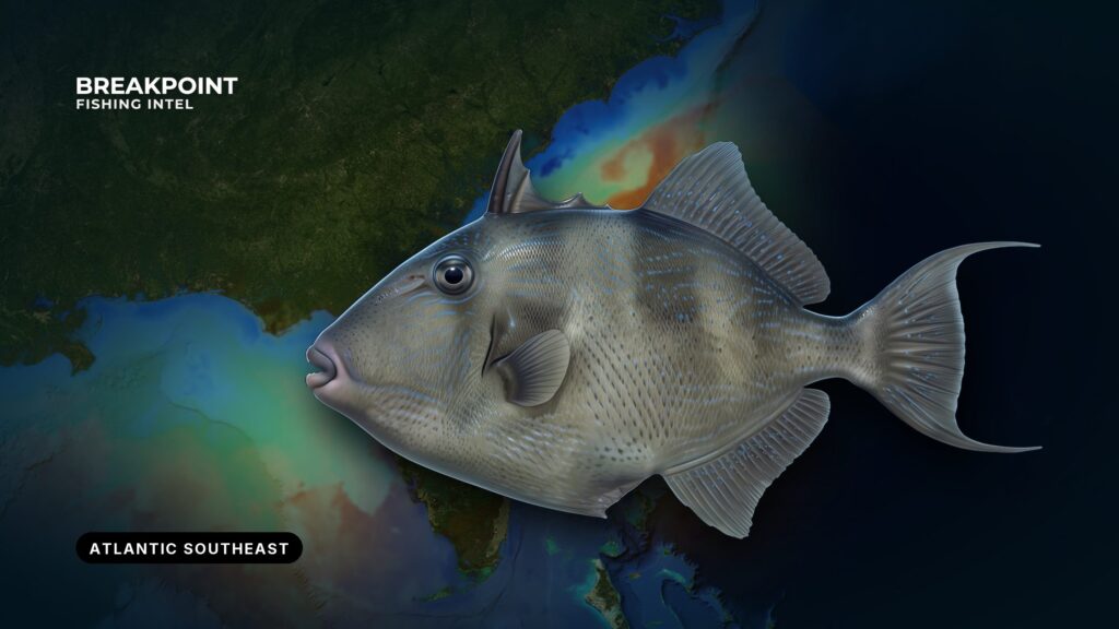 Gray Triggerfish Fishing in the Atlantic Southeast