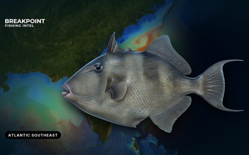 Gray Triggerfish Fishing in the Atlantic Southeast