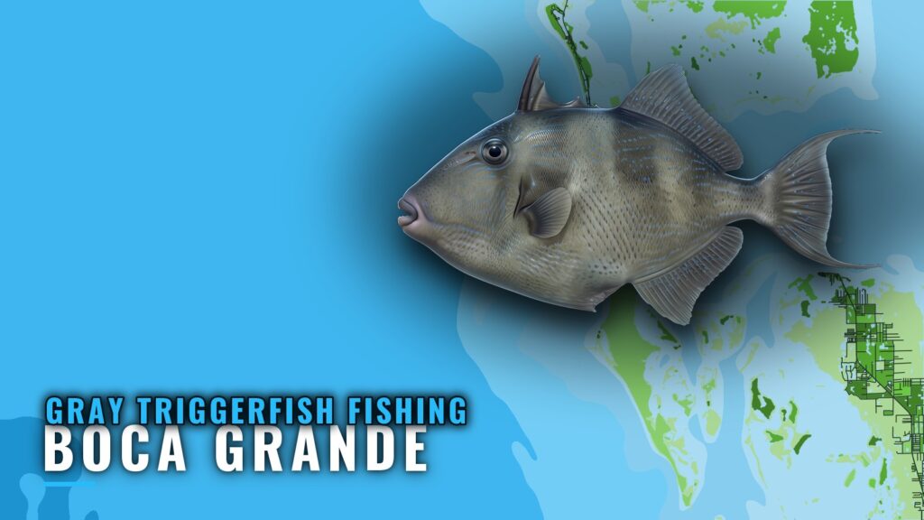 Gray Triggerfish Fishing out of Boca Grande: Reefs and Runs