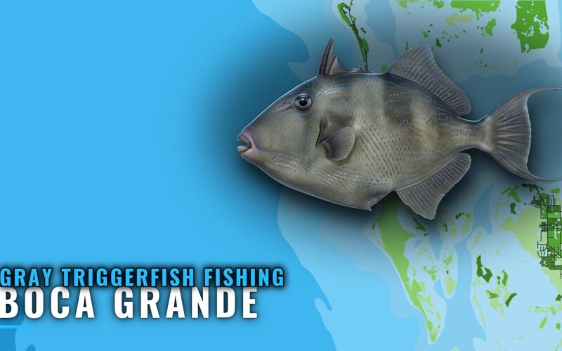 Gray Triggerfish Fishing out of Boca Grande: Reefs and Runs