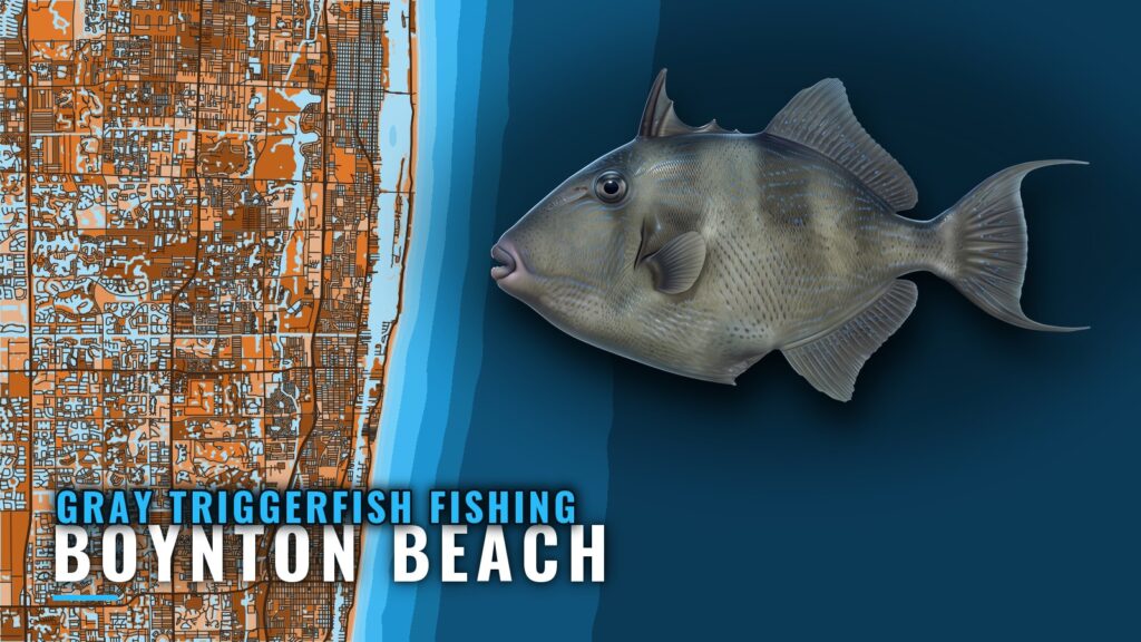 Gray Triggerfish Fishing Out of Boynton Beach: Grounds