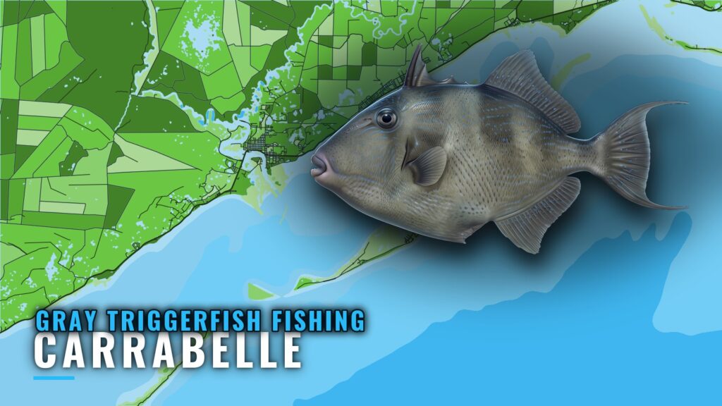 Gray Triggerfish Fishing Out of Carrabelle: Reefs and Runs