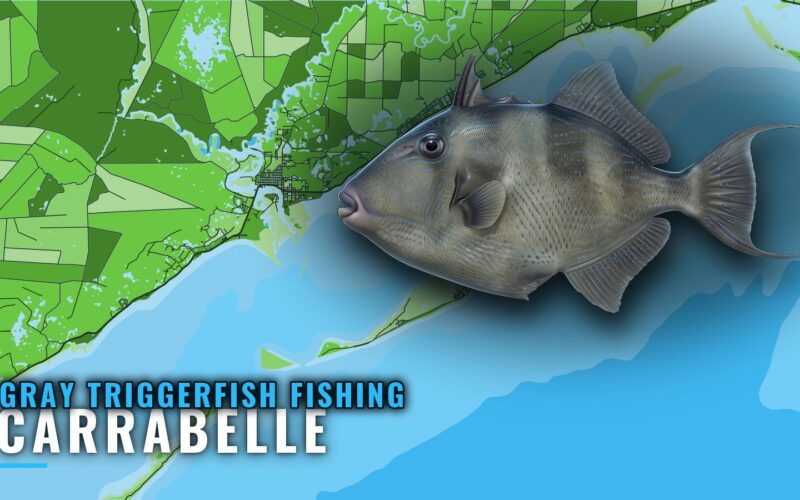 Gray Triggerfish Fishing Out of Carrabelle: Reefs and Runs