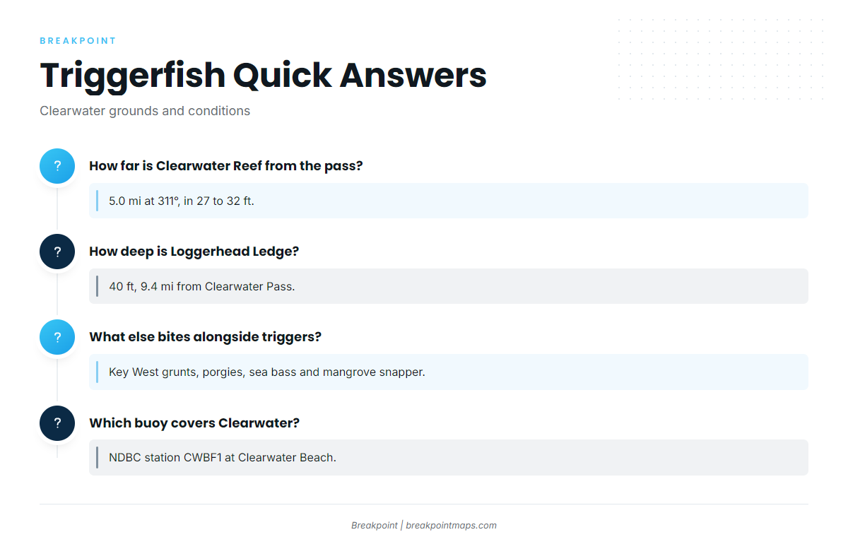 FAQ: gray triggerfish out of Clearwater