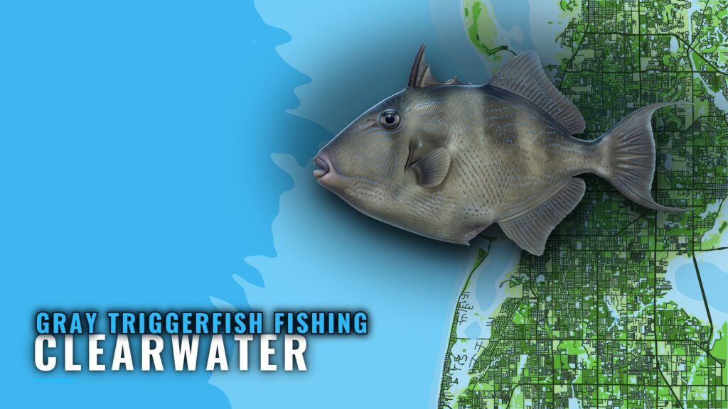 Gray Triggerfish Fishing out of Clearwater: Reefs and Runs