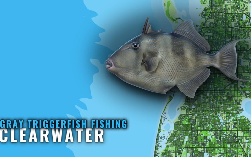Gray Triggerfish Fishing out of Clearwater: Reefs and Runs