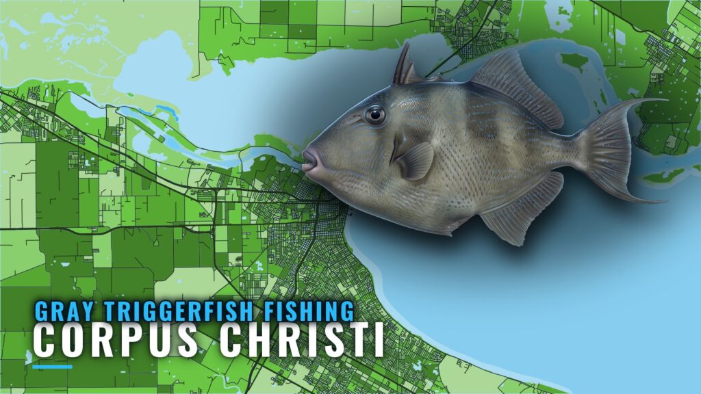 Gray Triggerfish Fishing out of Corpus Christi: Reef Map
