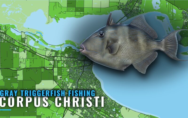 Gray Triggerfish Fishing out of Corpus Christi: Reef Map