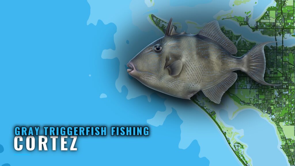 Gray Triggerfish Fishing Out of Cortez: Reefs and Runs