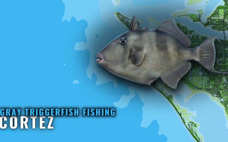 Gray Triggerfish Fishing Out of Cortez: Reefs and Runs