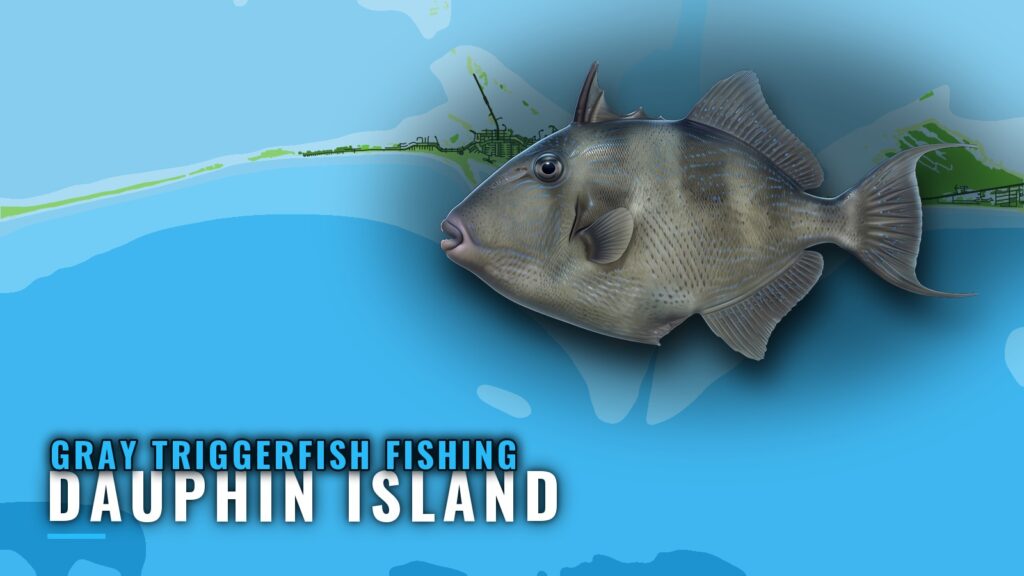 Gray Triggerfish Fishing out of Dauphin Island, AL