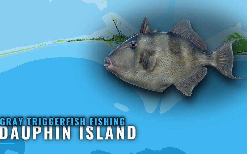 Gray Triggerfish Fishing out of Dauphin Island, AL