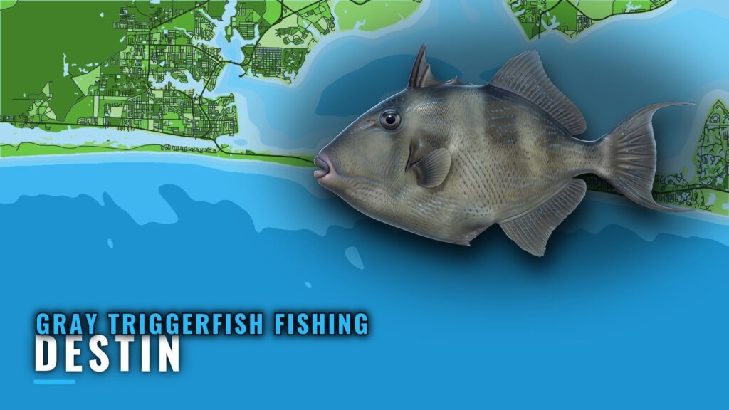 Gray Triggerfish Fishing Out of Destin: Season and Reefs