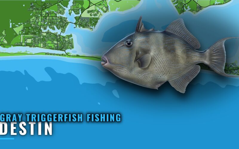 Gray Triggerfish Fishing Out of Destin: Season and Reefs