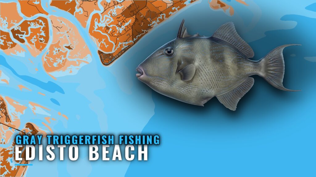 Gray Triggerfish Fishing Out of Edisto Beach: Where to Run