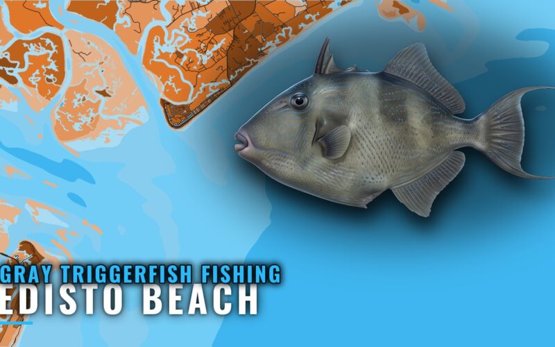 Gray Triggerfish Fishing Out of Edisto Beach: Where to Run