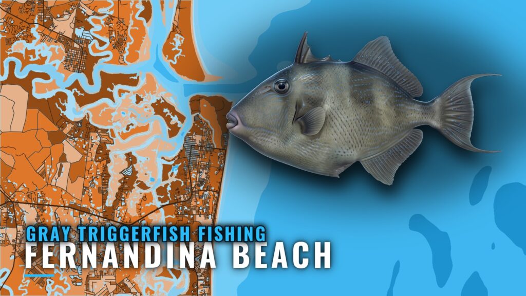 Gray Triggerfish Fishing Out of Fernandina Beach: Reefs