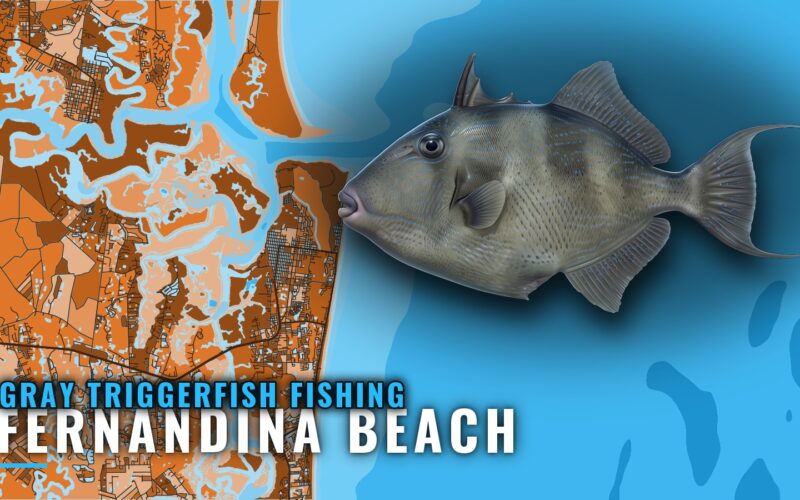 Gray Triggerfish Fishing Out of Fernandina Beach: Reefs