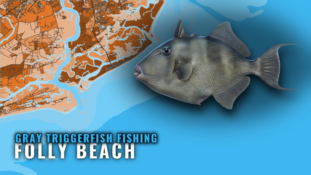 Gray Triggerfish Fishing Out of Folly Beach: Reef Guide