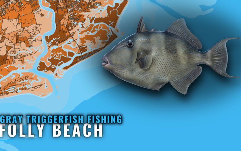 Gray Triggerfish Fishing Out of Folly Beach: Reef Guide