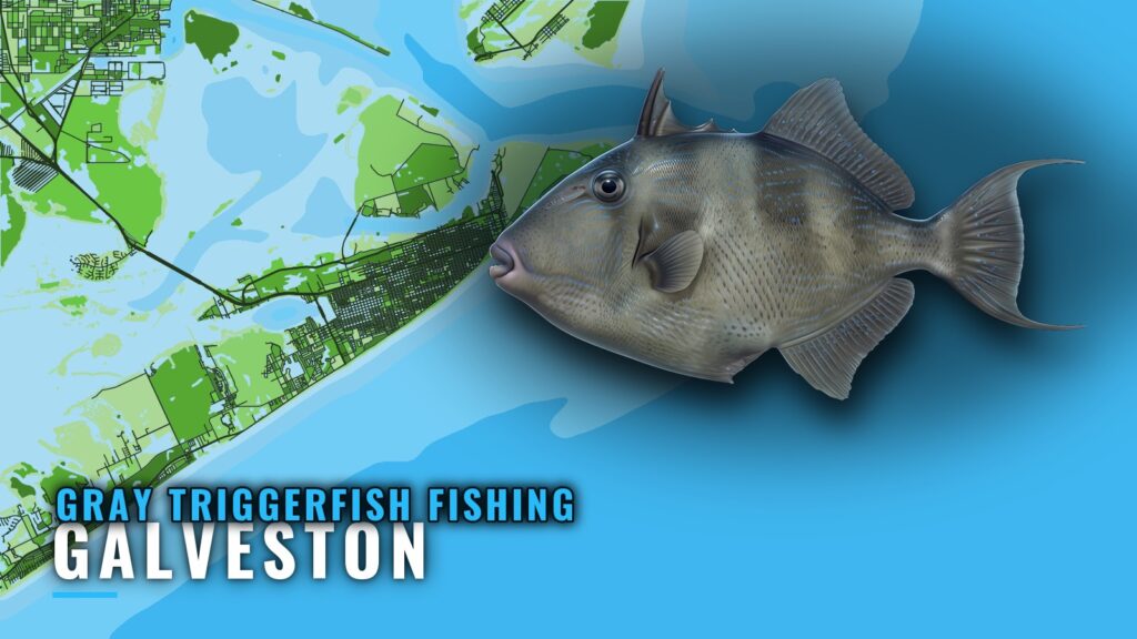 Gray Triggerfish Fishing Out of Galveston: Rigs and Runs