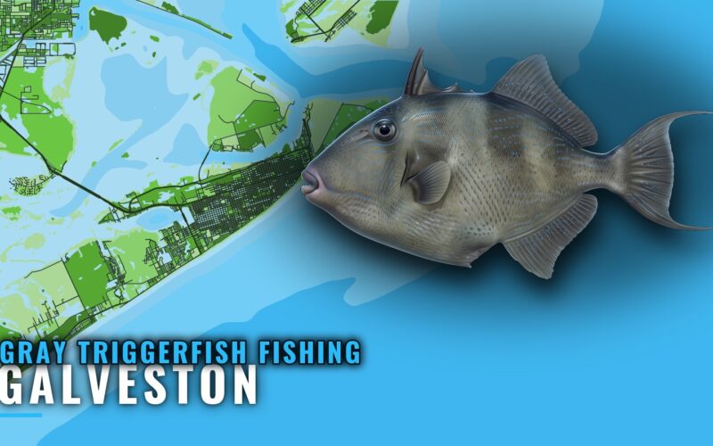 Gray Triggerfish Fishing Out of Galveston: Rigs and Runs