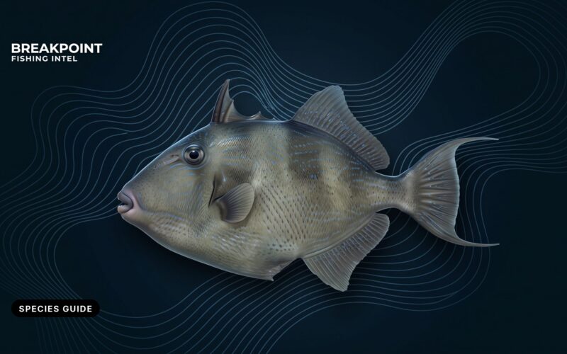 Gray Triggerfish Fishing Guide: ID, Habitat, Rigs and Rules