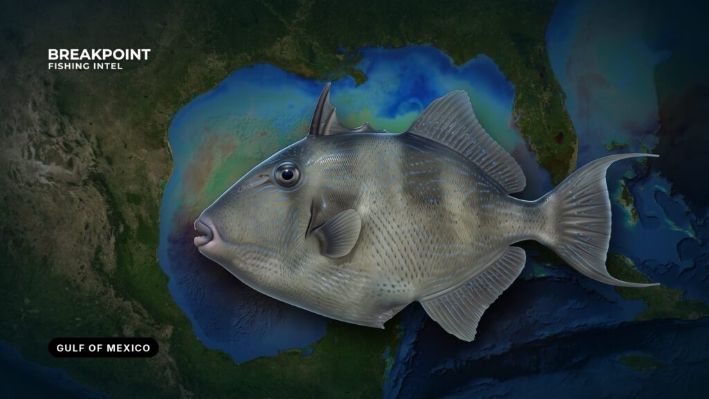 Gray Triggerfish Fishing in the Gulf of Mexico: Guide