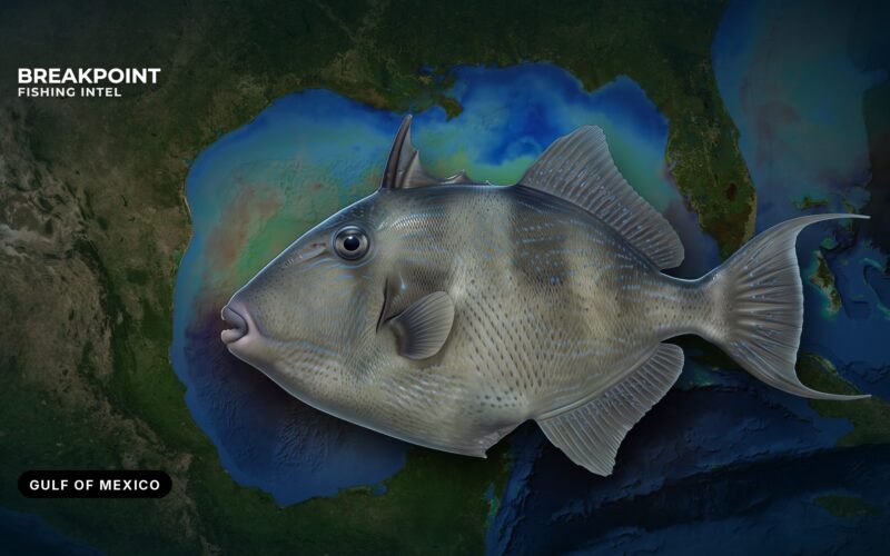 Gray Triggerfish Fishing in the Gulf of Mexico: Guide