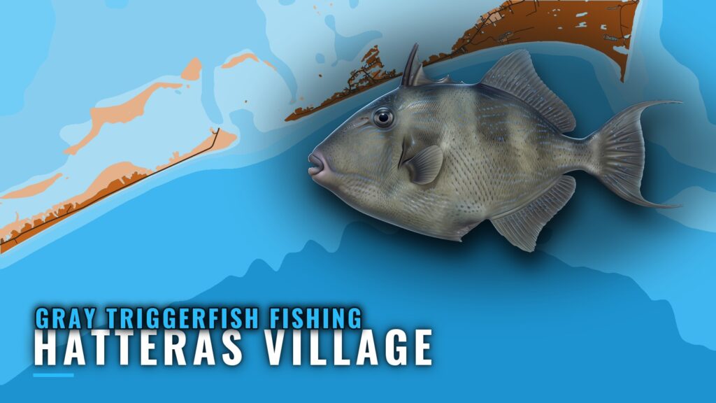Gray Triggerfish Fishing Out of Hatteras Village
