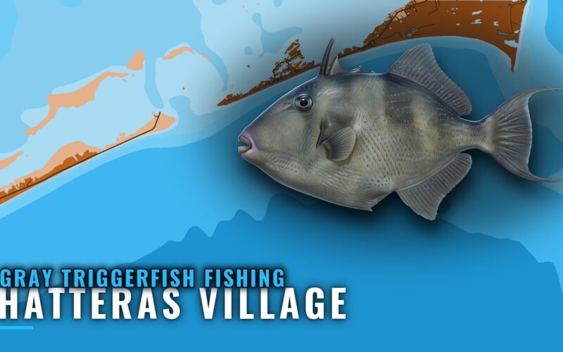 Gray Triggerfish Fishing Out of Hatteras Village