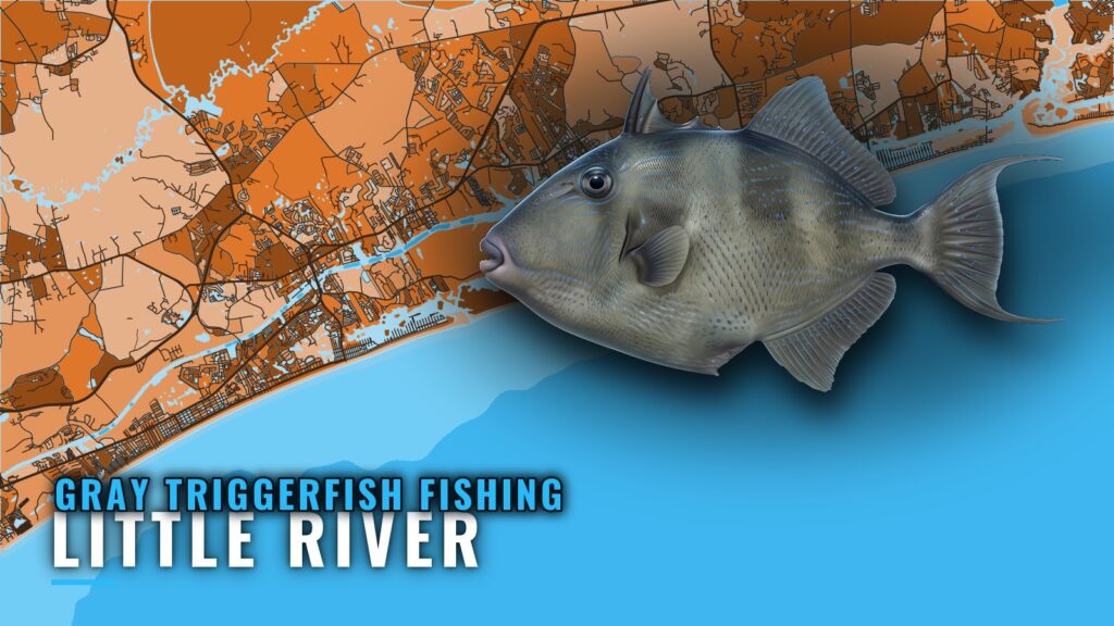 Gray Triggerfish Fishing Out of Little River, SC