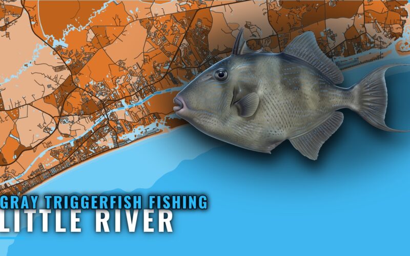 Gray Triggerfish Fishing Out of Little River, SC