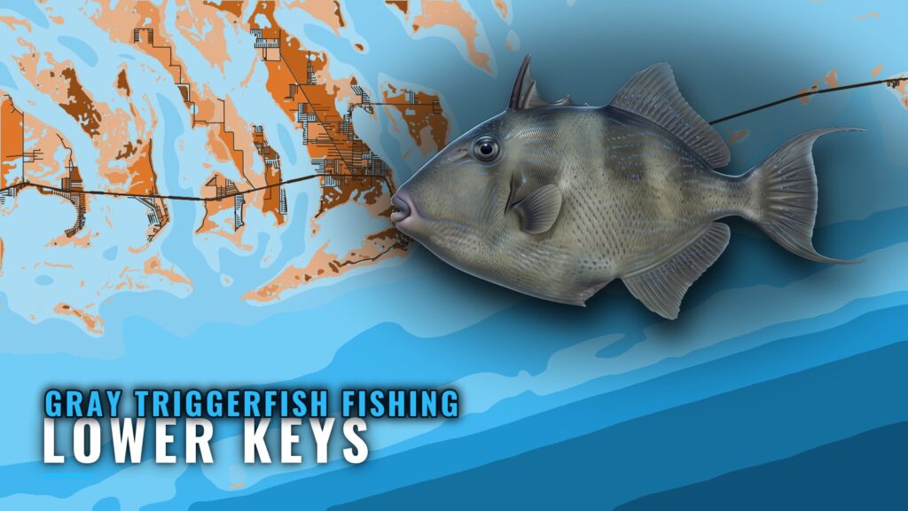 Gray Triggerfish Fishing Out of Lower Keys: Where to Run